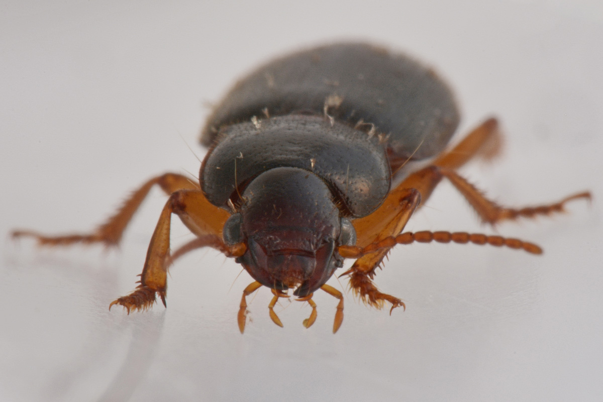 Carabidae ai funghi, Ophonus puncticeps?...Ophonus sp.